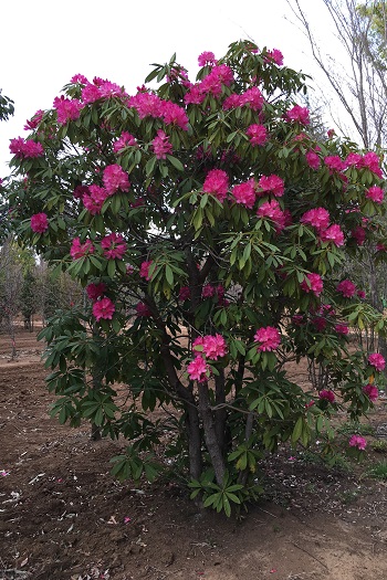 西洋ｼｬｸﾅｹﾞ　花１